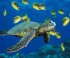 Θαλάσσιας χελώνας